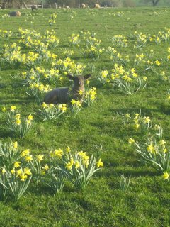 lambdaffs.jpg